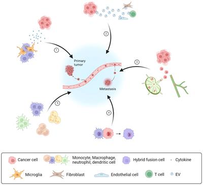 Editorial: Tumor and immune cell interactions in the formation of organ-specific metastasis